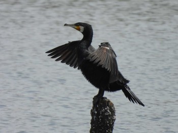 Great Cormorant Yatsu-higata Sun, 4/21/2024