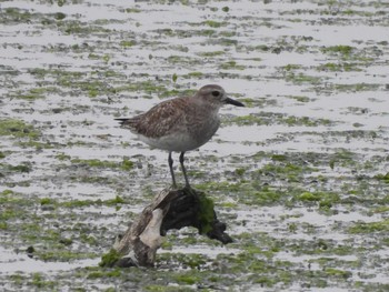 Grey Plover Yatsu-higata Sun, 4/21/2024