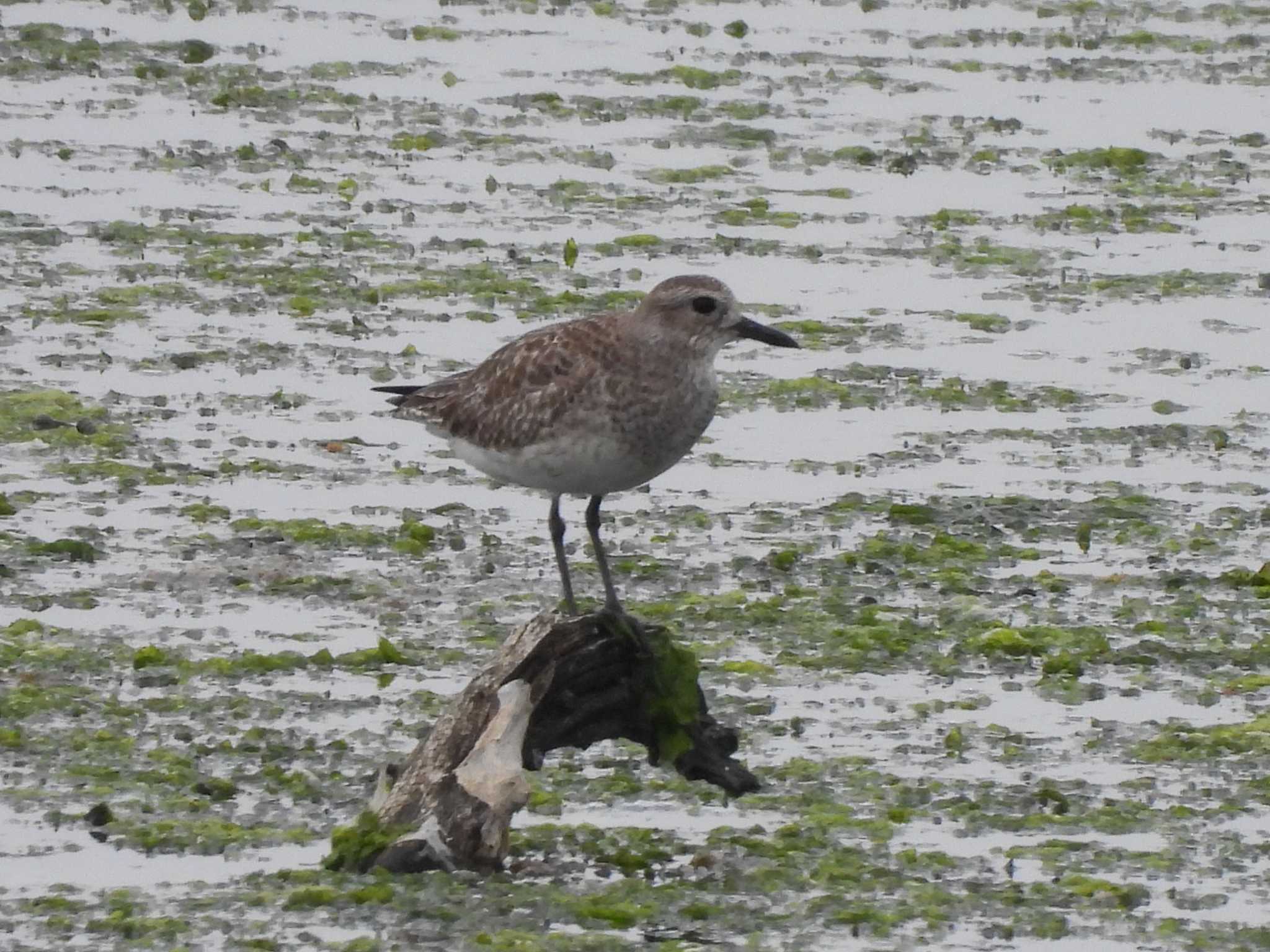 Photo of Grey Plover at Yatsu-higata by つんこ