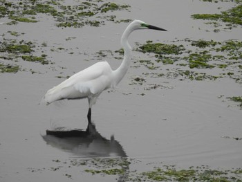 Great Egret Yatsu-higata Sun, 4/21/2024