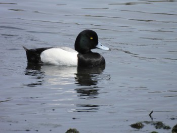 Greater Scaup Yatsu-higata Sun, 4/21/2024