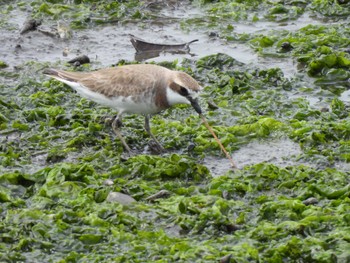 Siberian Sand Plover Yatsu-higata Sun, 4/21/2024