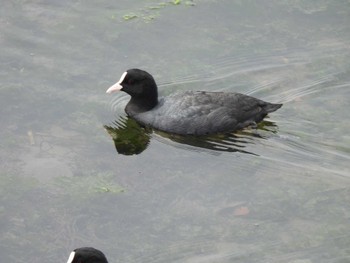 Eurasian Coot Yatsu-higata Sun, 4/21/2024