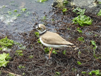 Little Ringed Plover Yatsu-higata Sun, 4/21/2024