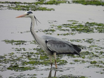 Grey Heron Yatsu-higata Sun, 4/21/2024