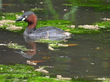 Little Grebe Yatsu-higata Sun, 4/21/2024