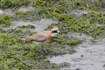 Siberian Sand Plover Yatsu-higata Sun, 4/21/2024