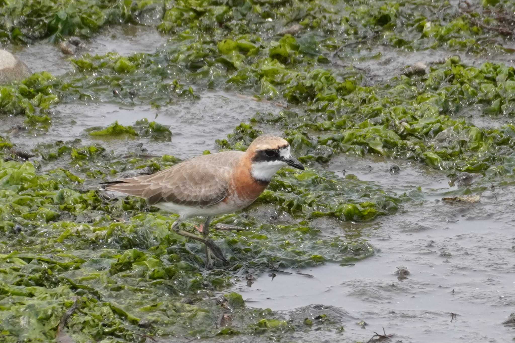 Photo of Siberian Sand Plover at Yatsu-higata by たっちゃんち