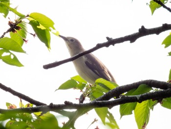 Chestnut-cheeked Starling 多摩川 Sat, 4/20/2024