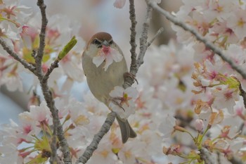 ニュウナイスズメ 場所が不明 2024年4月11日(木)