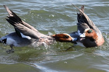 Sun, 3/31/2024 Birding report at 日の出三番瀬沿い緑道