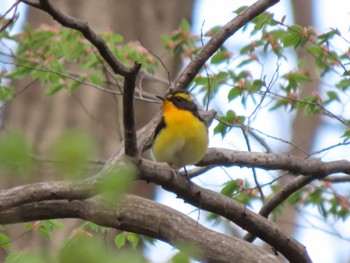 キビタキ 蔵王野鳥の森自然観察センター 2024年4月20日(土)