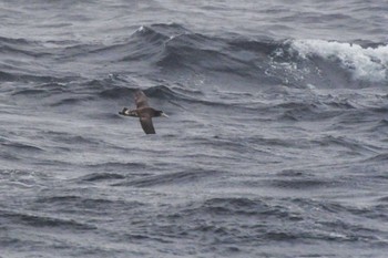 Wed, 4/24/2024 Birding report at 八丈島航路