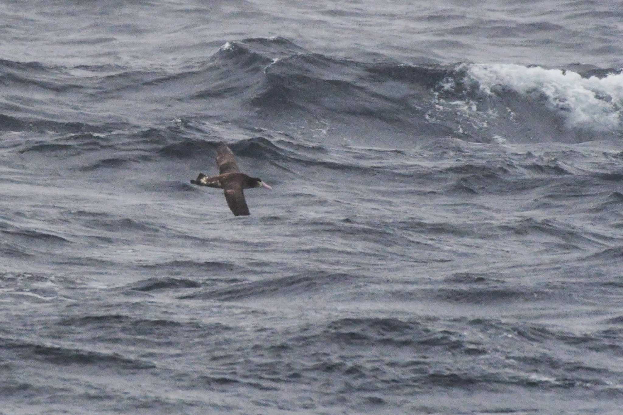 Photo of Short-tailed Albatross at 八丈島航路 by geto