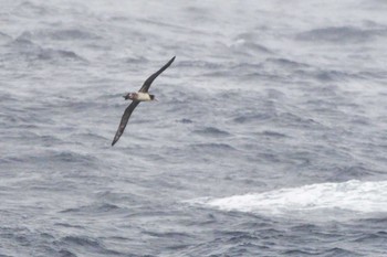 Short-tailed Albatross 八丈島航路 Wed, 4/24/2024