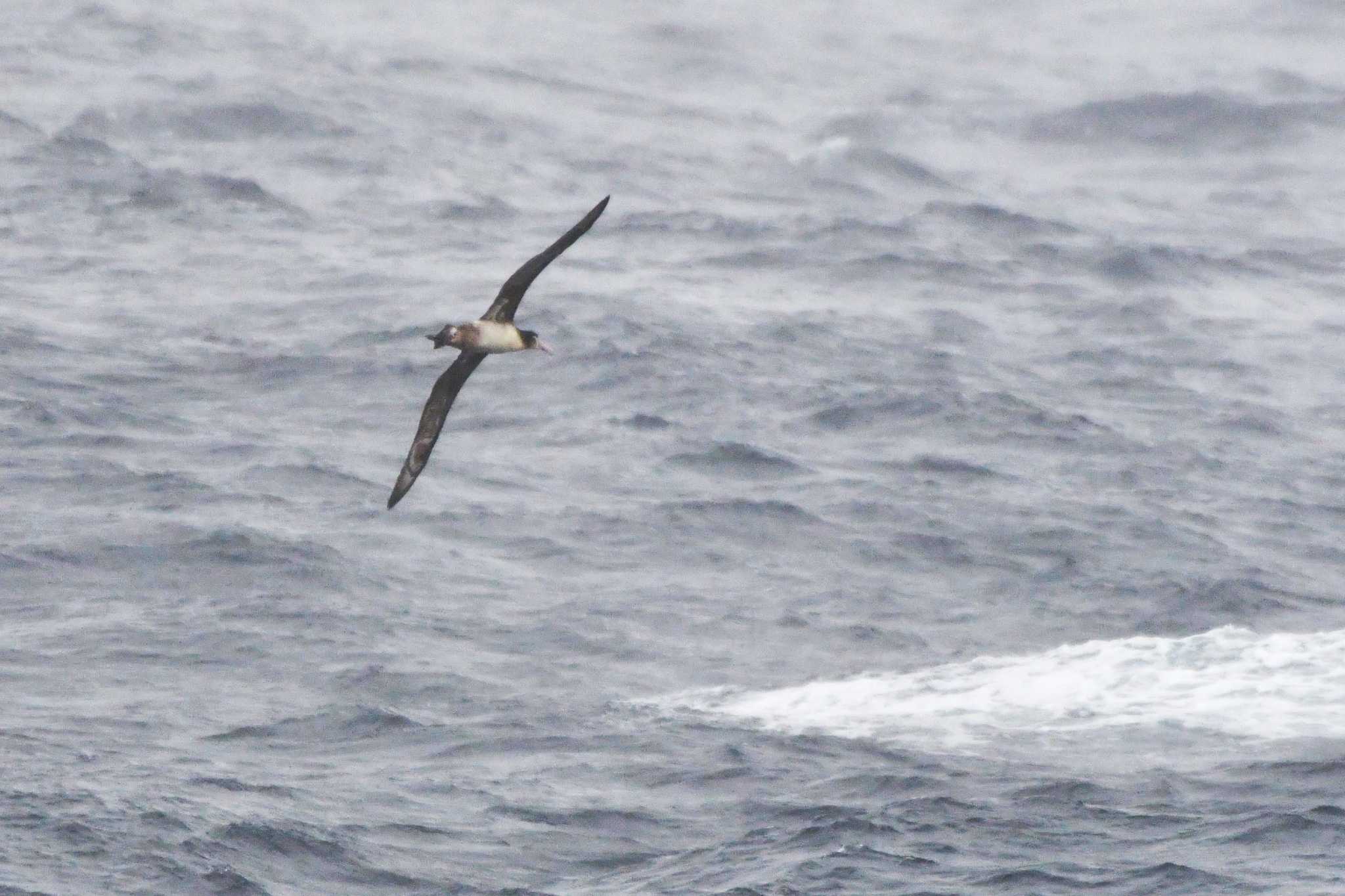 Photo of Short-tailed Albatross at 八丈島航路 by geto