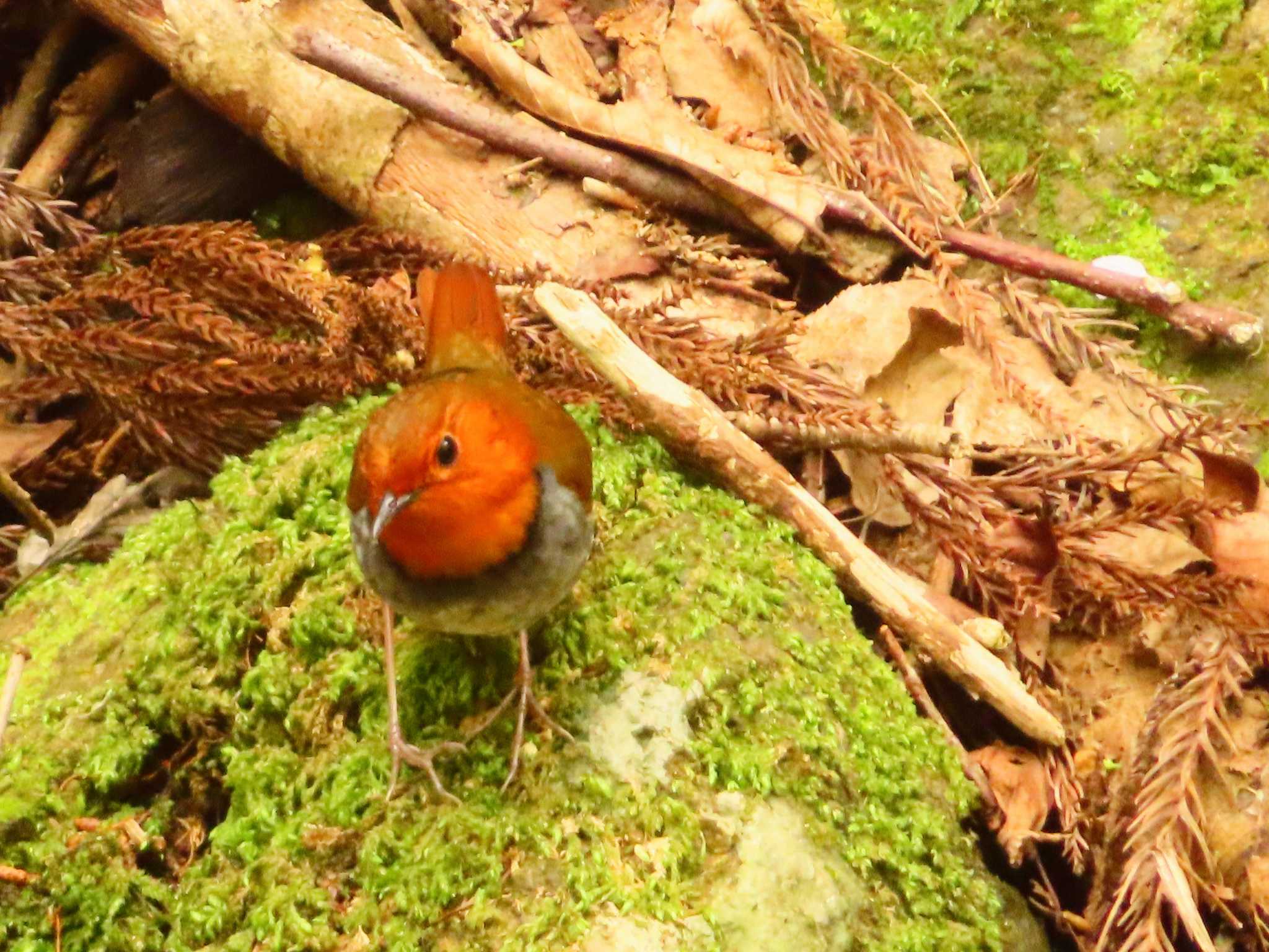 Japanese Robin