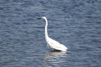 Great Egret 家の近所 Thu, 4/25/2024