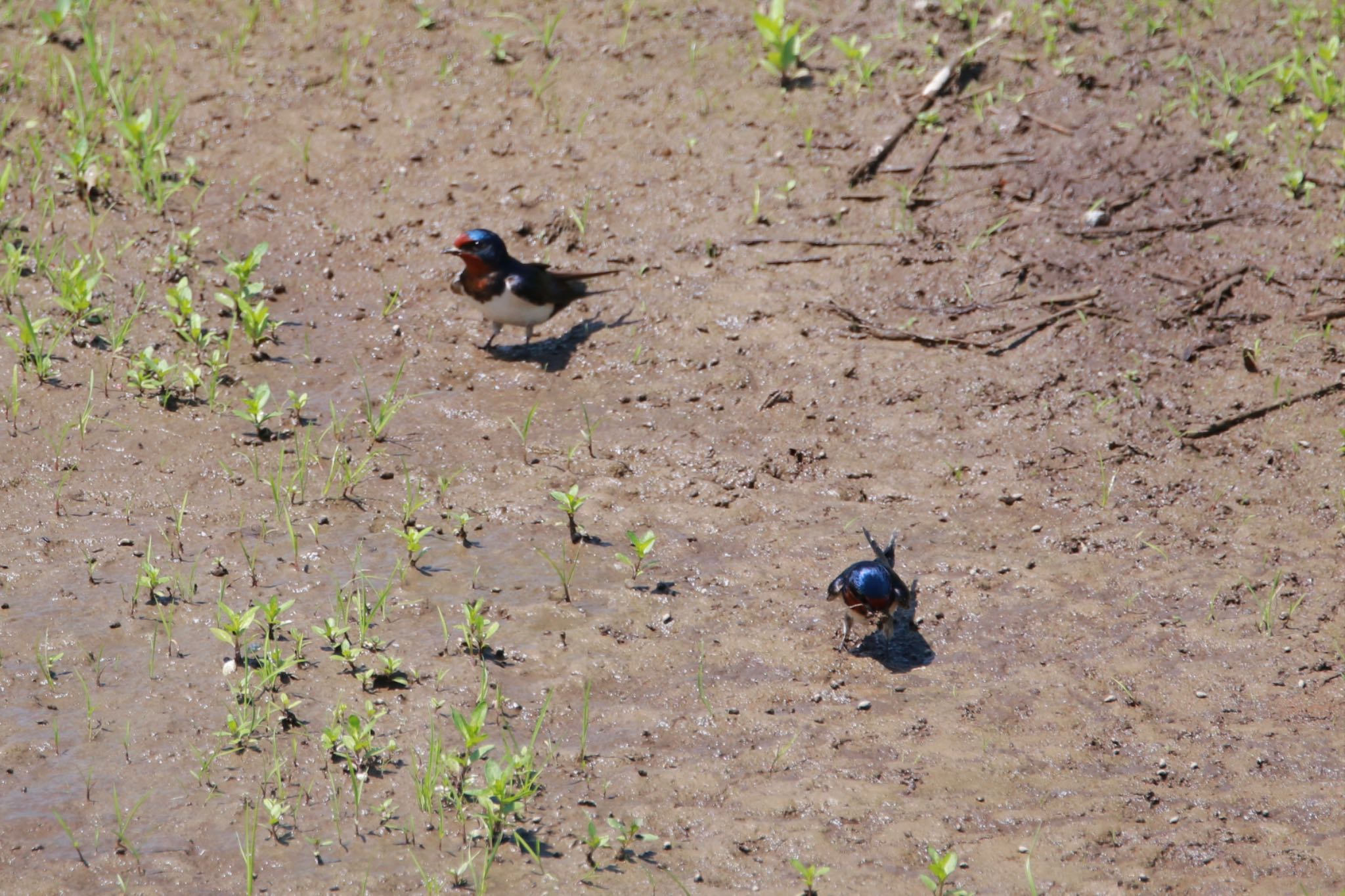 Photo of Barn Swallow at 家の近所 by Kaori