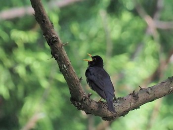 Japanese Thrush 日向林道 Sun, 5/23/2021