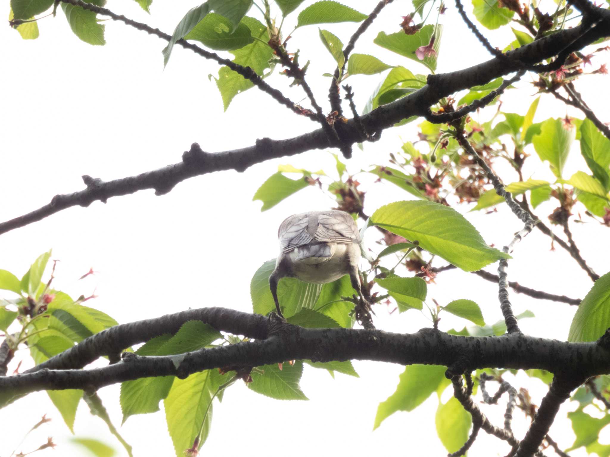 Photo of Chestnut-cheeked Starling at 多摩川 by スイジィ