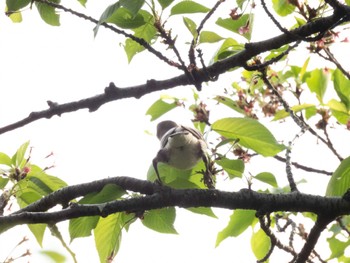 Chestnut-cheeked Starling 多摩川 Sat, 4/20/2024