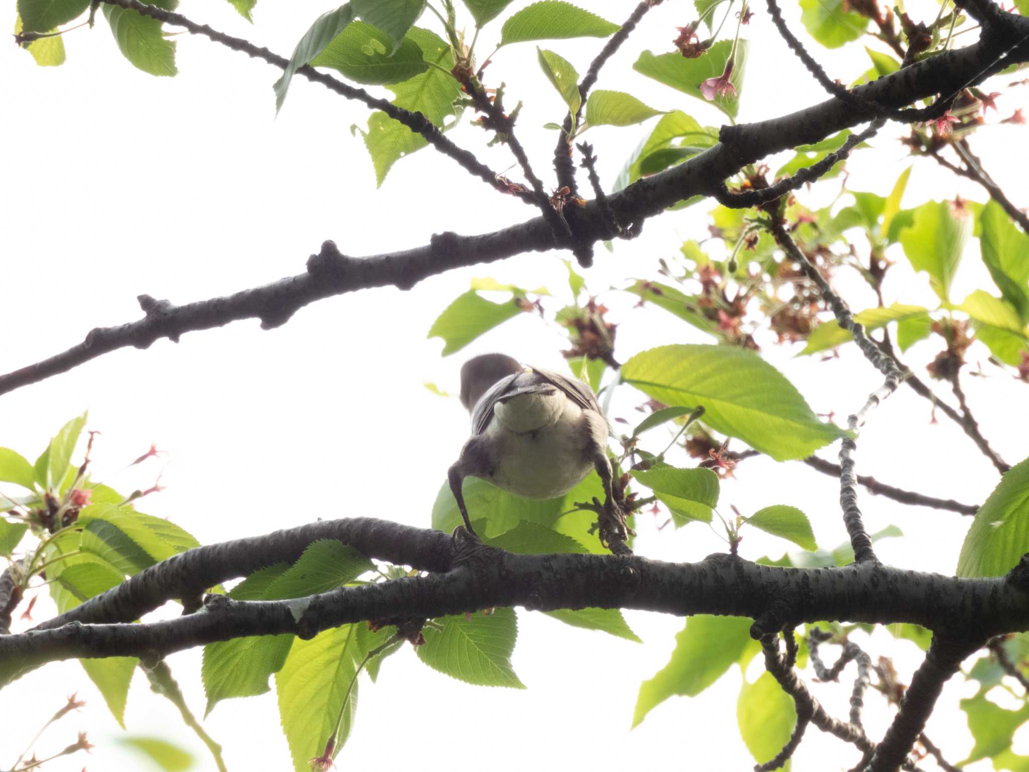 Photo of Chestnut-cheeked Starling at 多摩川 by スイジィ