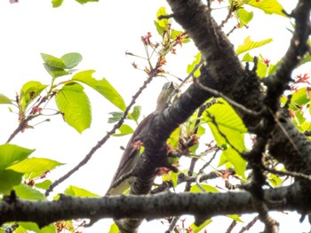 Chestnut-cheeked Starling 多摩川 Sat, 4/20/2024