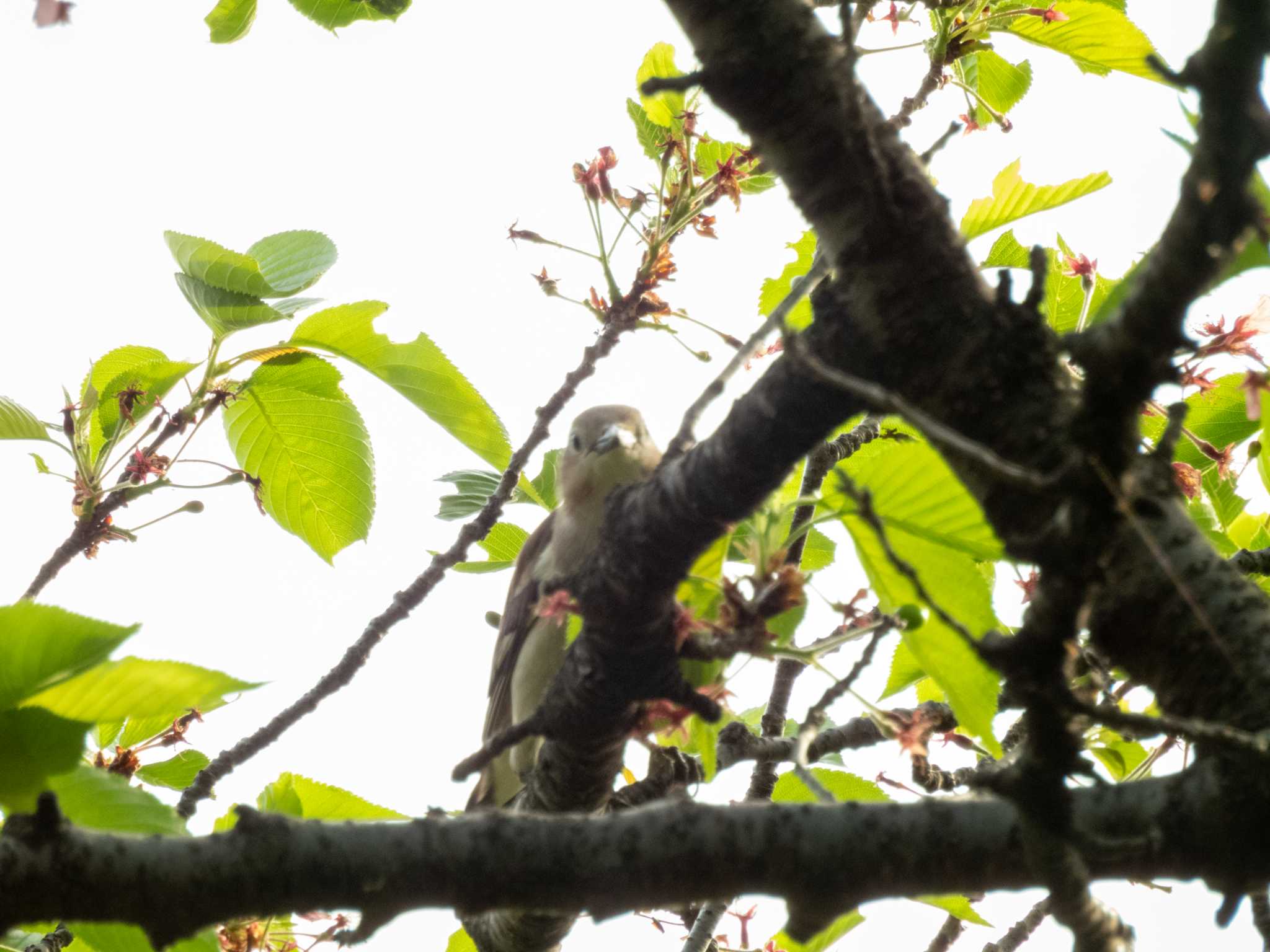 Photo of Chestnut-cheeked Starling at 多摩川 by スイジィ