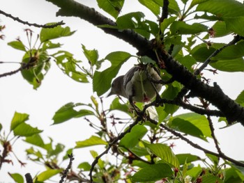 Chestnut-cheeked Starling 多摩川 Sat, 4/20/2024