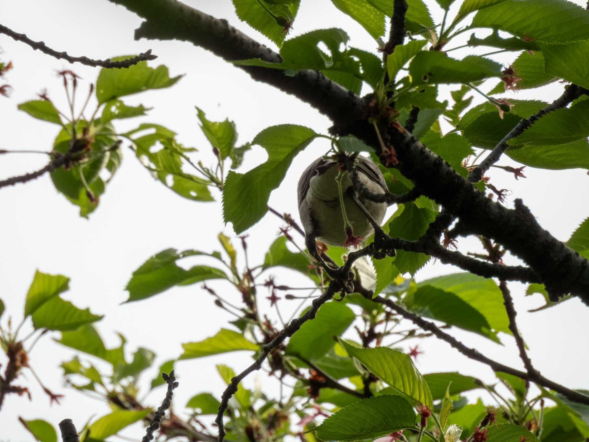 Photo of Chestnut-cheeked Starling at 多摩川 by スイジィ