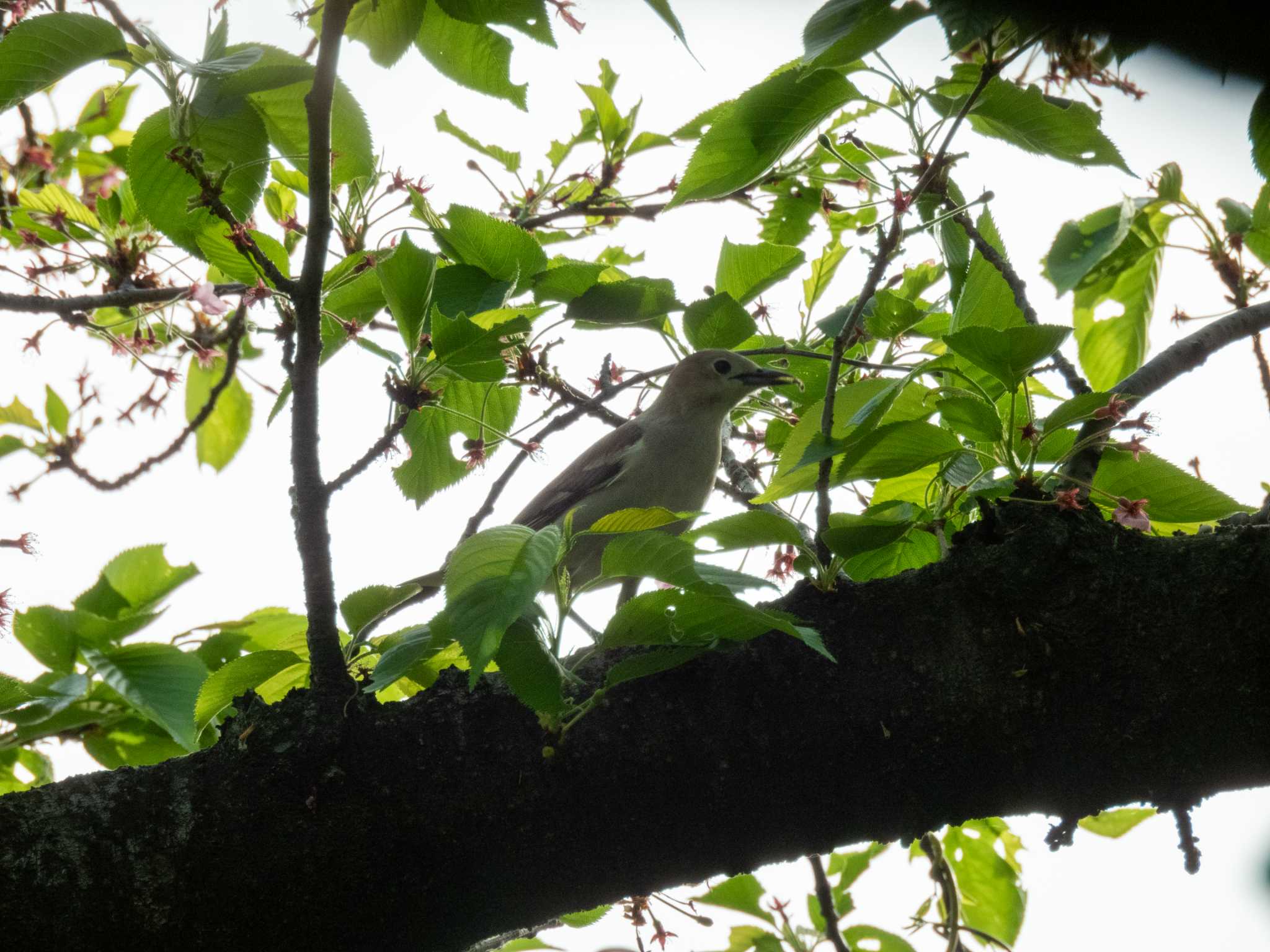 Photo of Chestnut-cheeked Starling at 多摩川 by スイジィ