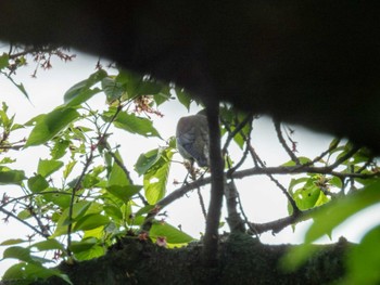 Chestnut-cheeked Starling 多摩川 Sat, 4/20/2024