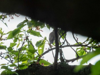 Chestnut-cheeked Starling 多摩川 Sat, 4/20/2024