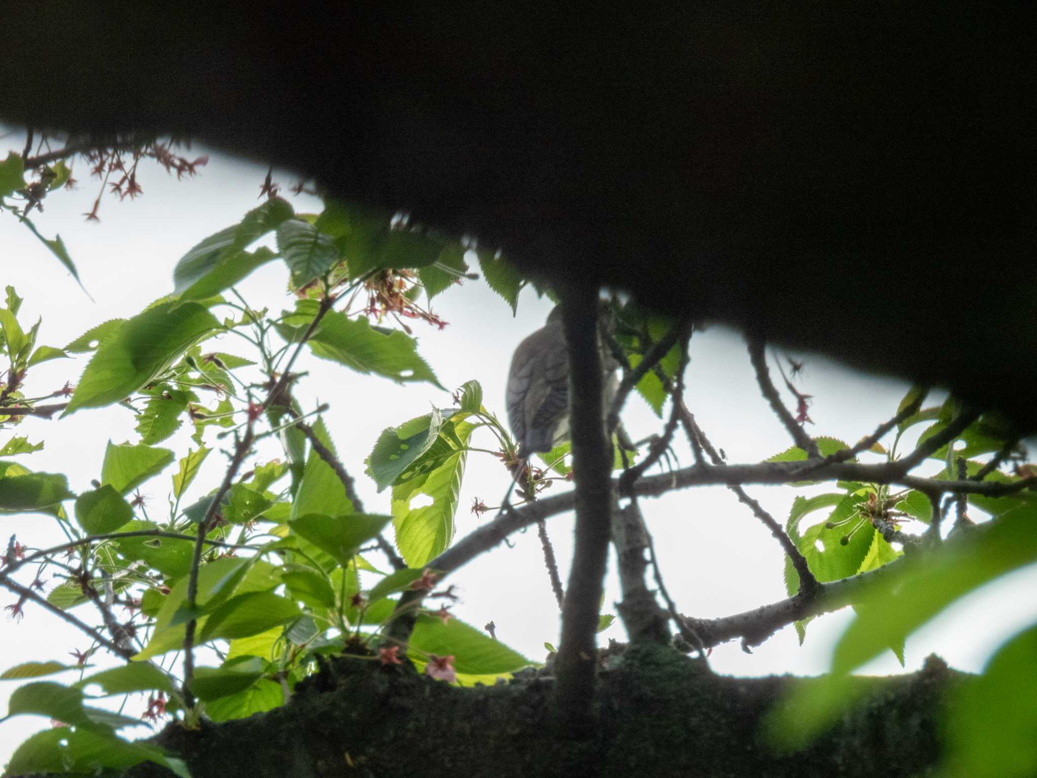 Photo of Chestnut-cheeked Starling at 多摩川 by スイジィ