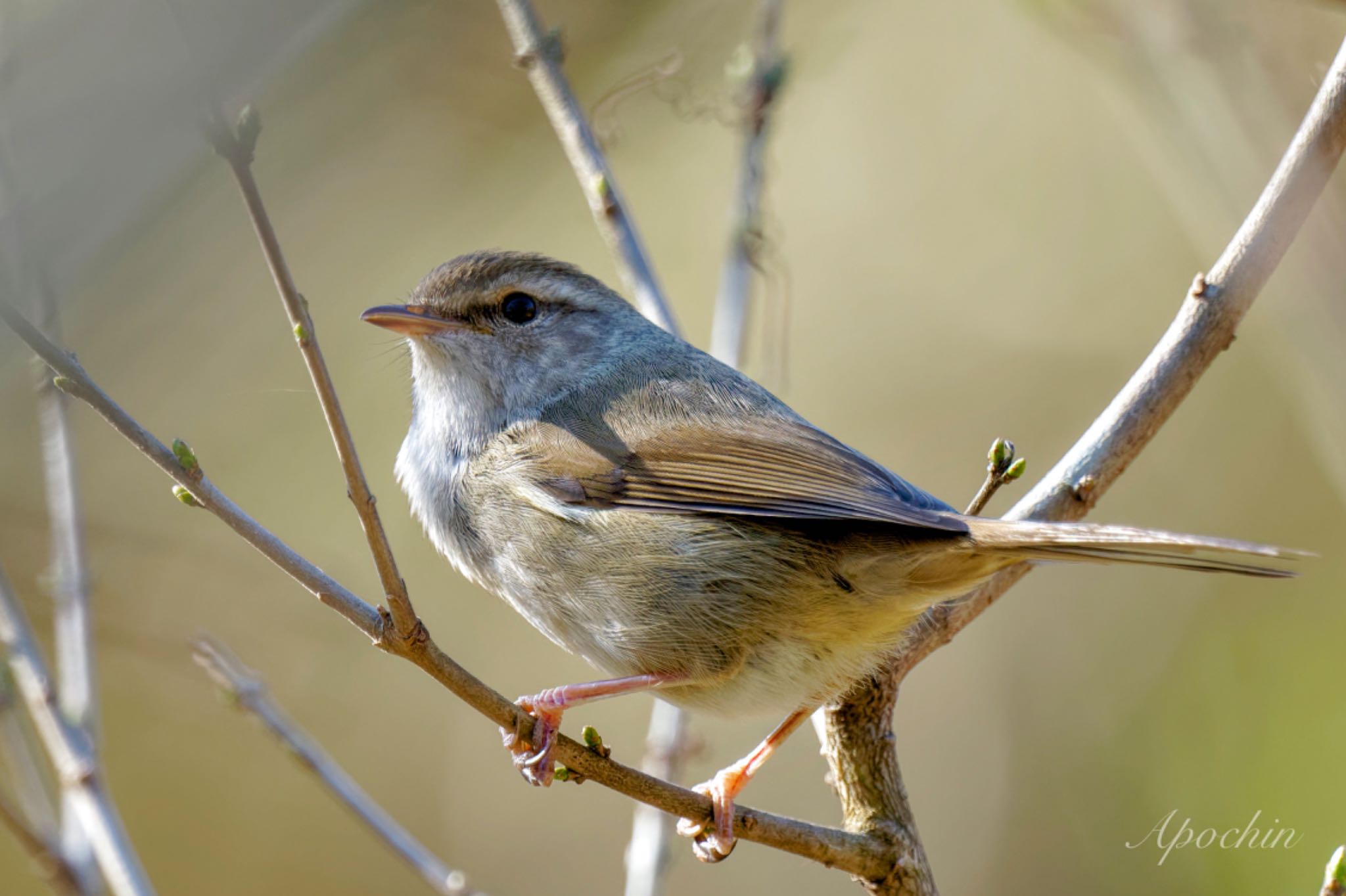 Photo of Japanese Bush Warbler at Maioka Park by アポちん