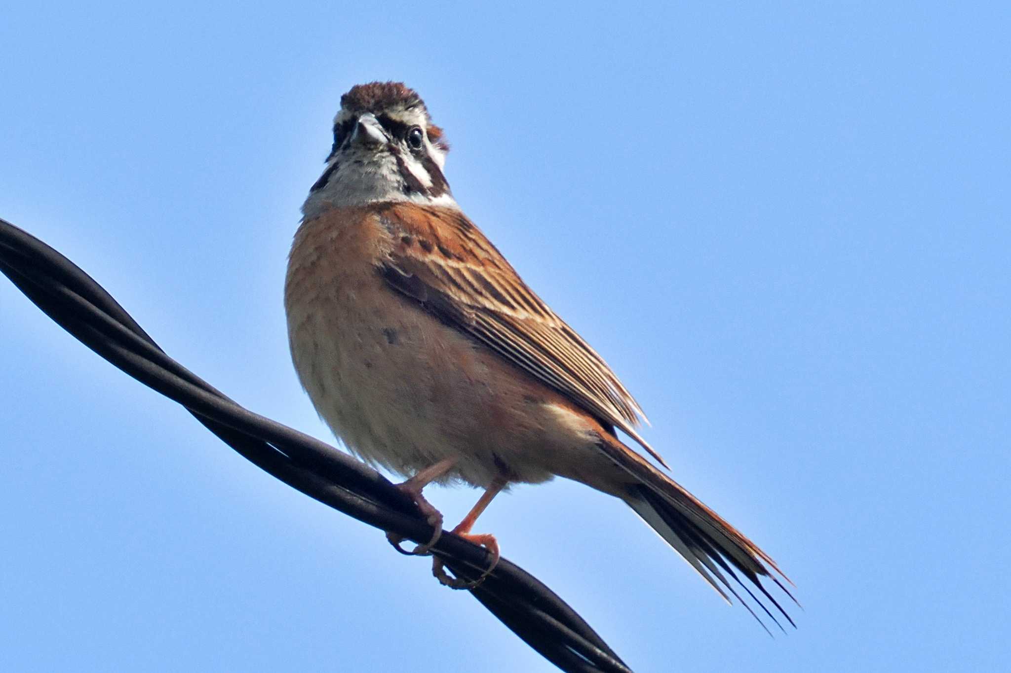 Photo of Meadow Bunting at 愛媛県 by 藤原奏冥