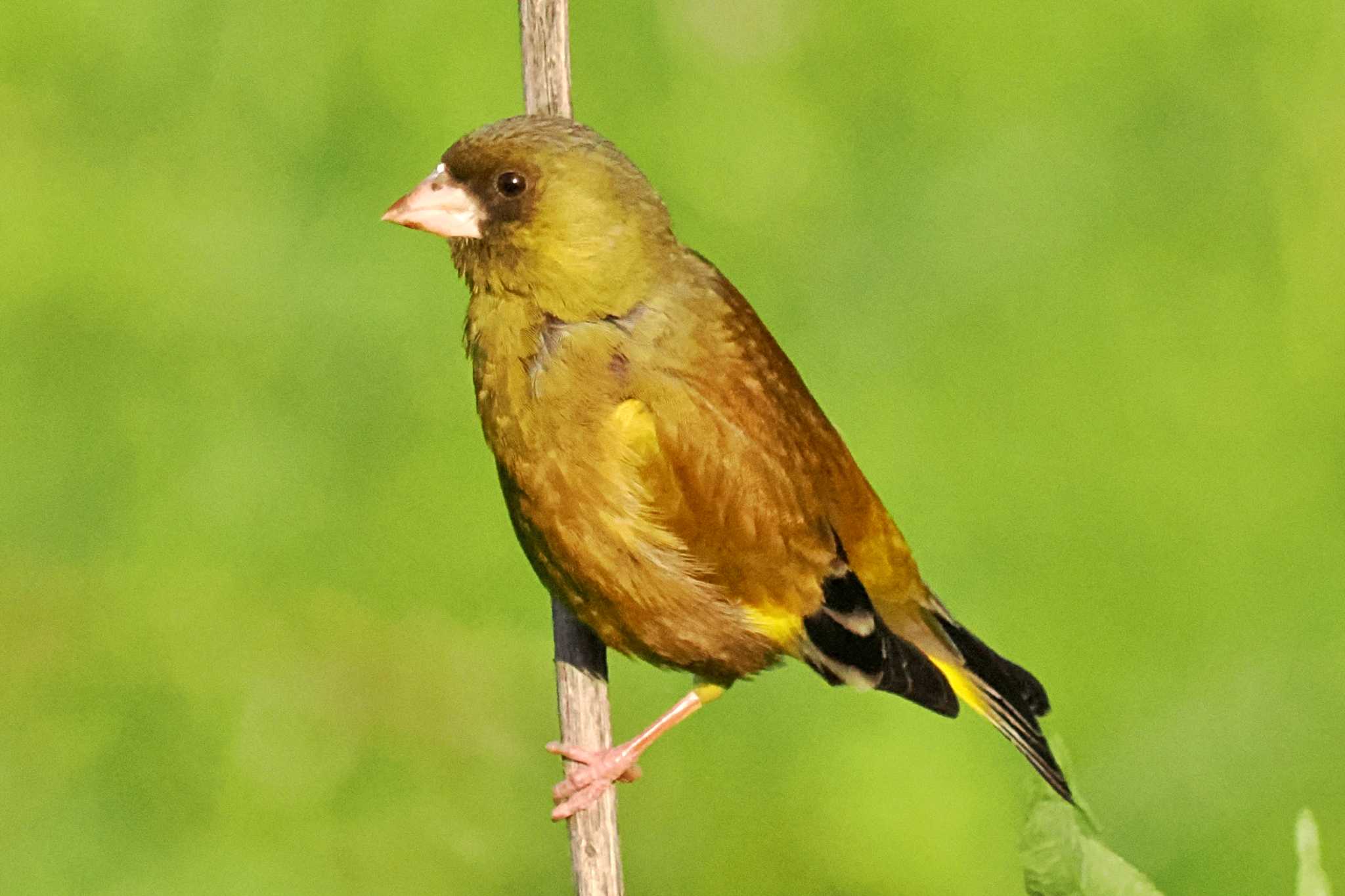 Photo of Grey-capped Greenfinch at 愛媛県 by 藤原奏冥