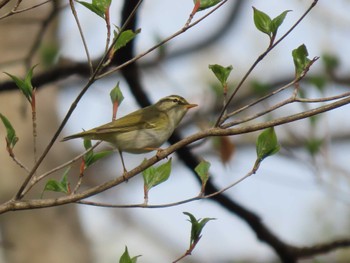 Eastern Crowned Warbler 太白山自然観察の森 Sat, 4/20/2024