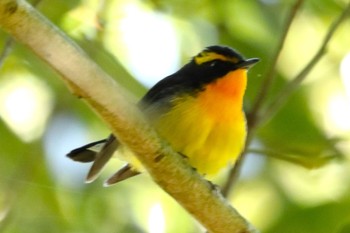 Narcissus Flycatcher 姶良市 Thu, 4/25/2024