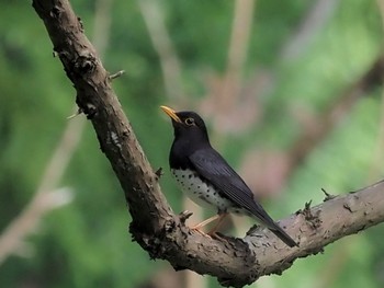 Japanese Thrush 日向林道 Sun, 5/23/2021