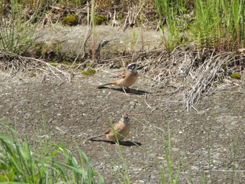 Meadow Bunting 八幡市流れ橋付近 Thu, 4/25/2024