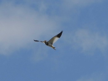 Grey-headed Lapwing 八幡市流れ橋付近 Thu, 4/25/2024