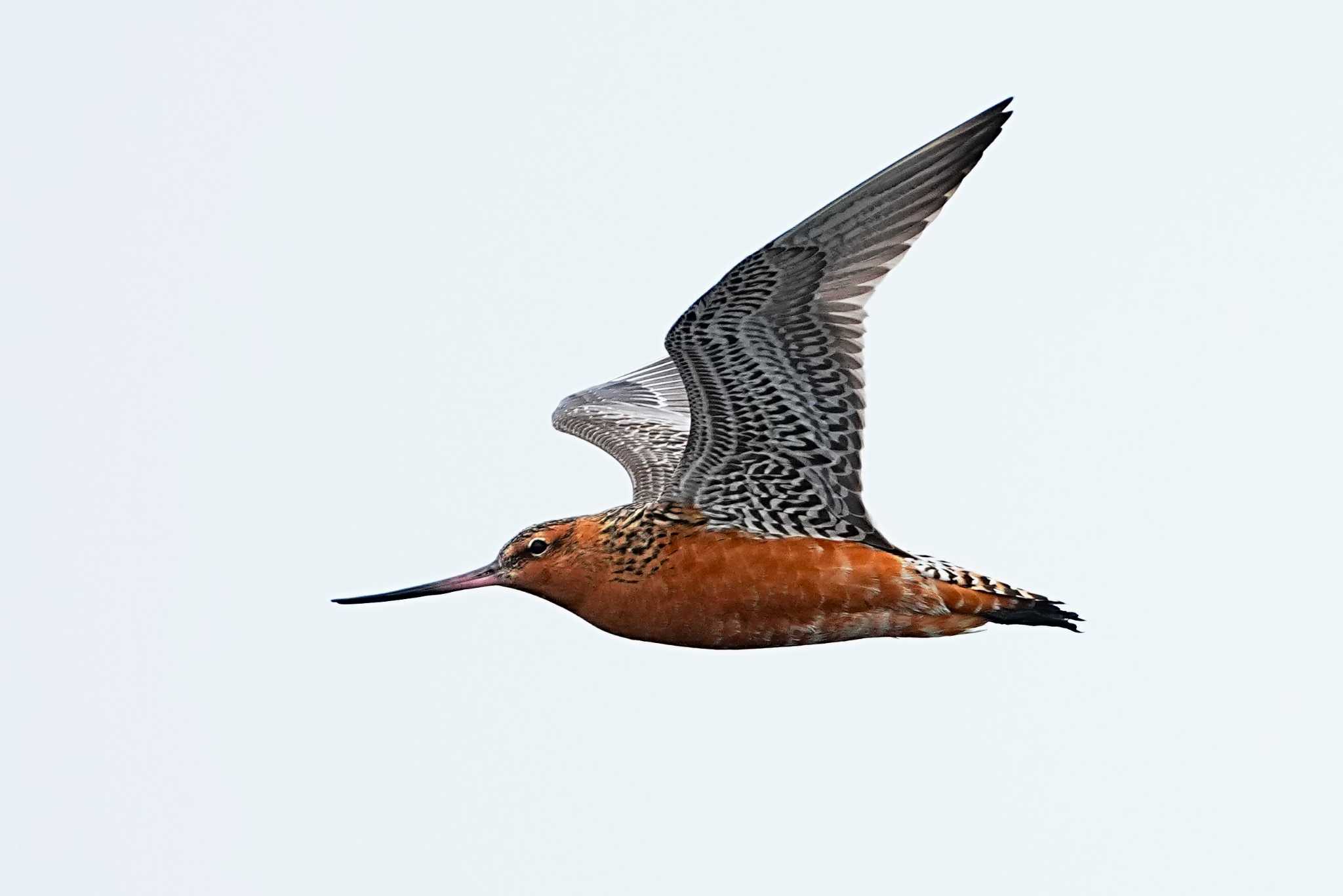 Photo of Bar-tailed Godwit at Sambanze Tideland by 川４