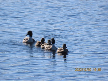 Northern Pintail 真岡市 田島地区 Fri, 12/30/2022