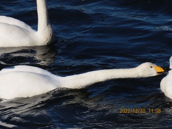 Whooper Swan 真岡市 田島地区 Fri, 12/30/2022