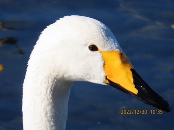 Whooper Swan 真岡市 田島地区 Fri, 12/30/2022