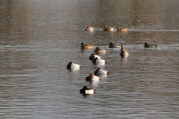 ホシハジロ 水元公園 撮影日未設定