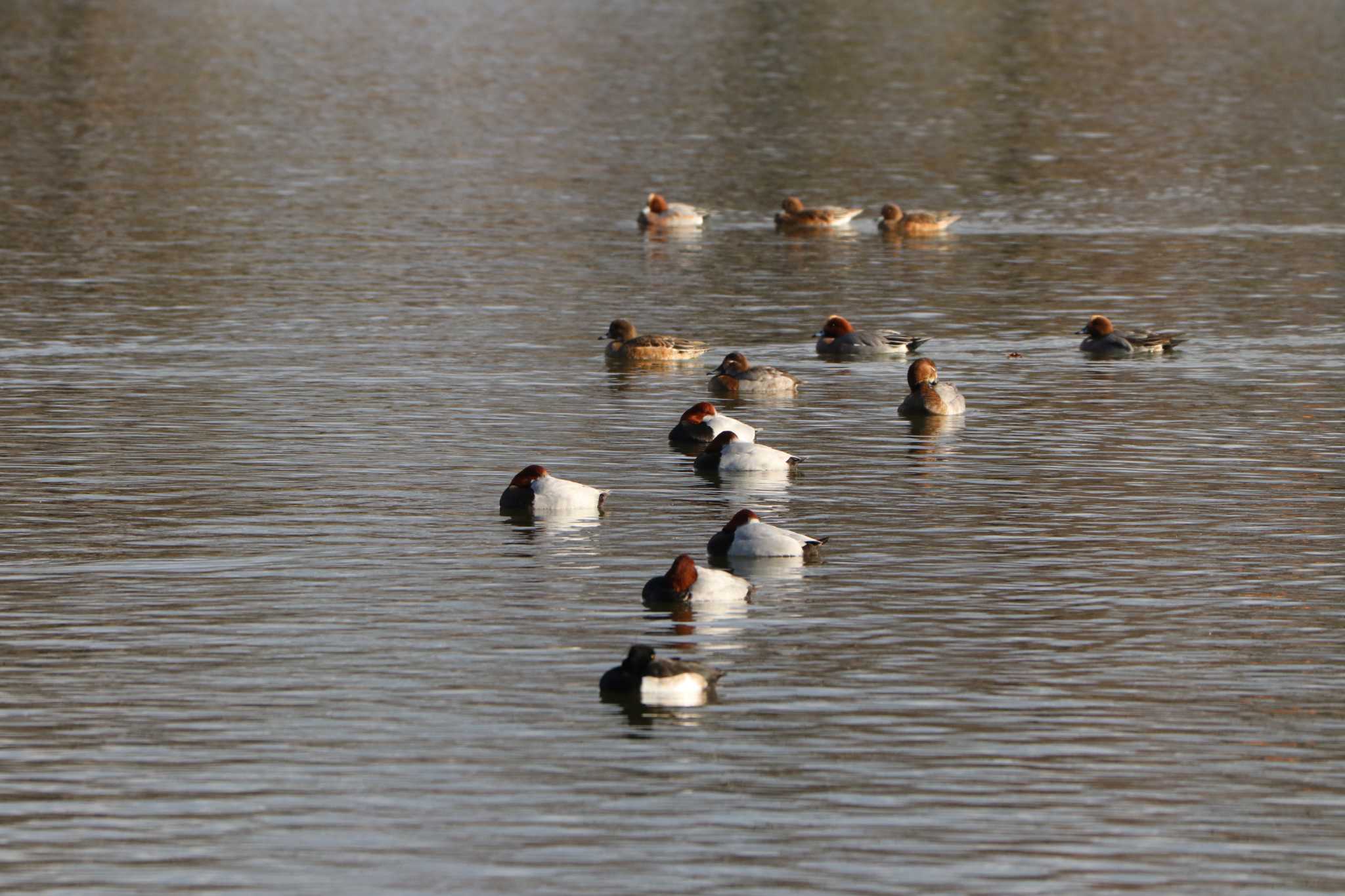 Photo of Common Pochard at Mizumoto Park by バンケン