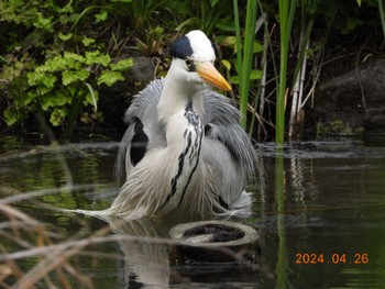 Grey Heron ギャザリアビオガーデン　フジクラ木場千年の森 Fri, 4/26/2024